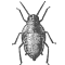 icon-bedbug-1